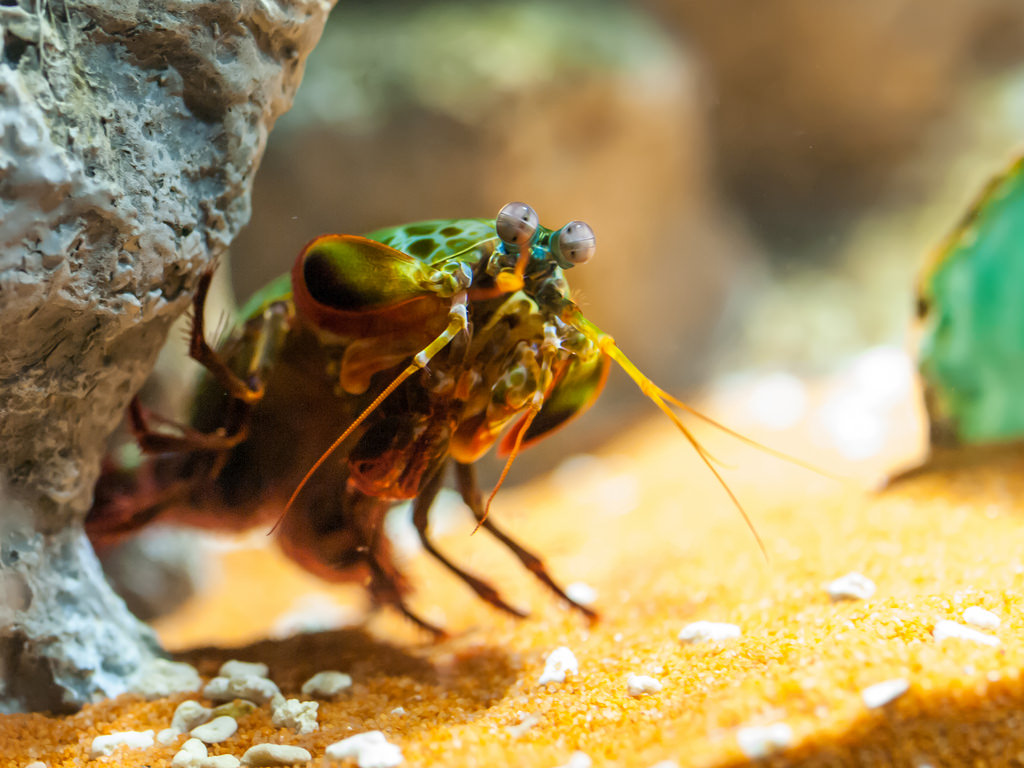 Image of the Mantis Shrimp for Fact #1.