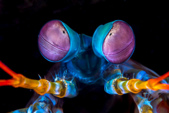 Image of the Mantis Shrimp for Fact #2.