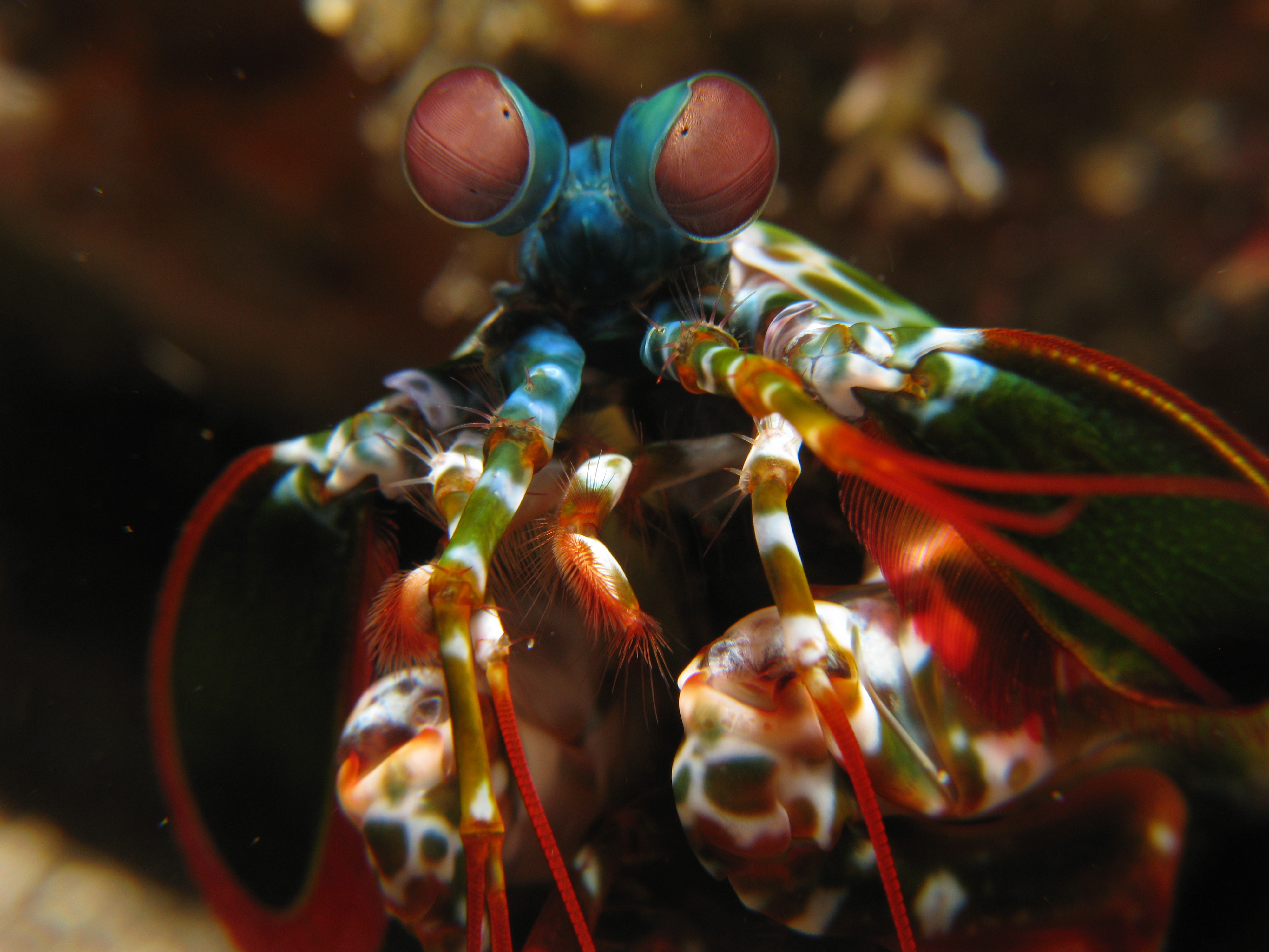 Image of the Mantis Shrimp for Fact #3.