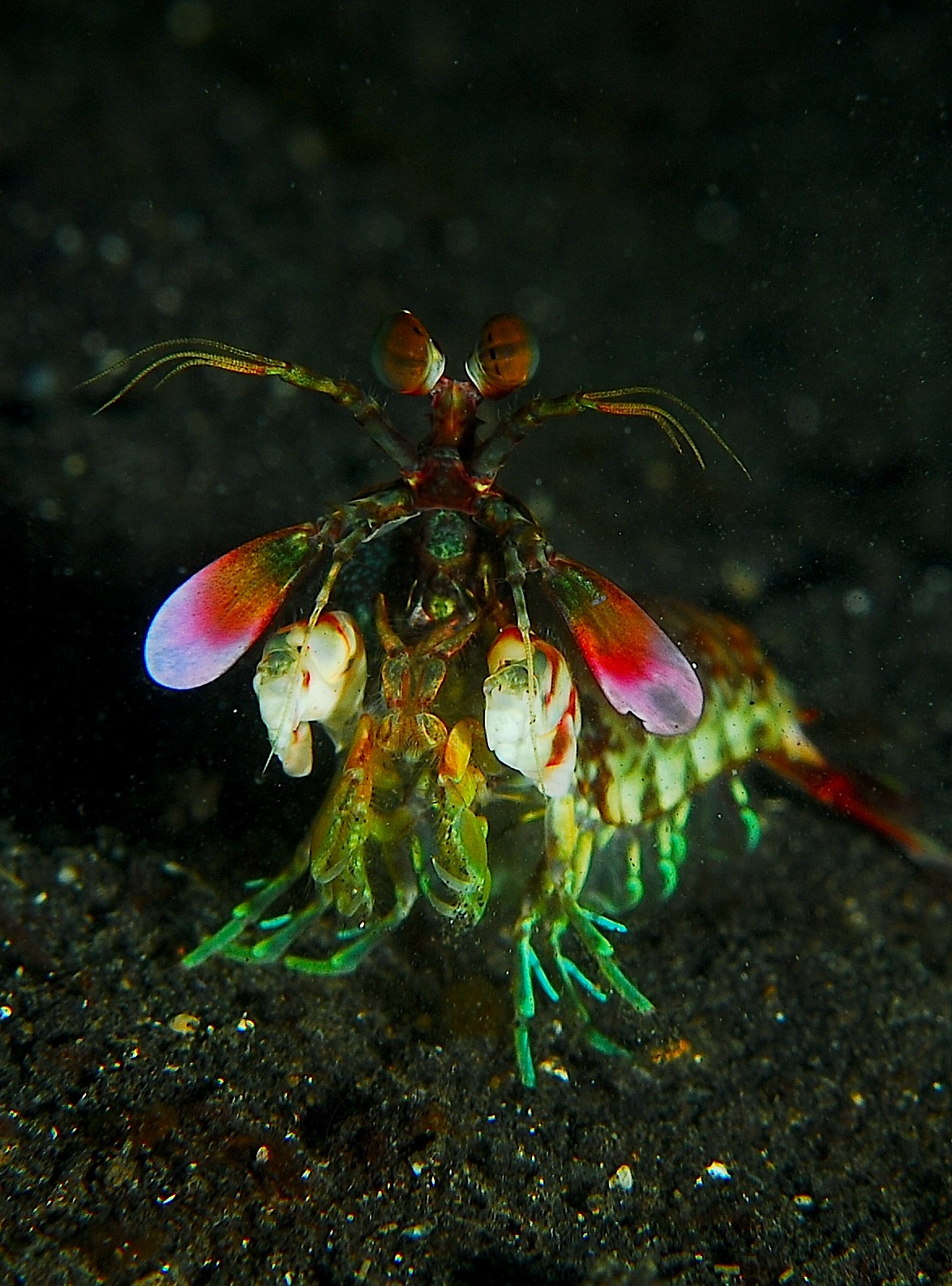 Image of the Mantis Shrimp for Fact #4.