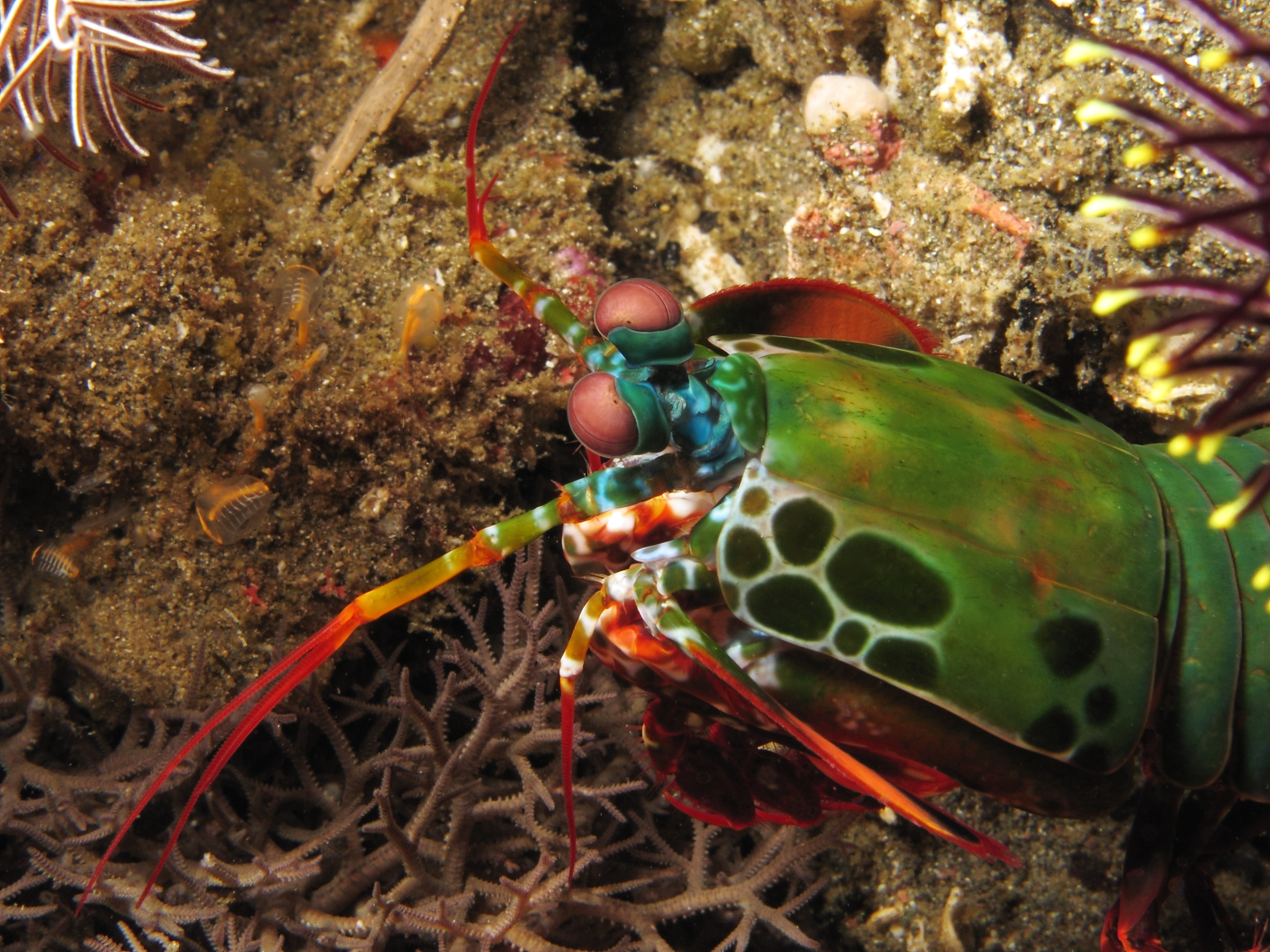 Image of the Mantis Shrimp for Fact #5.