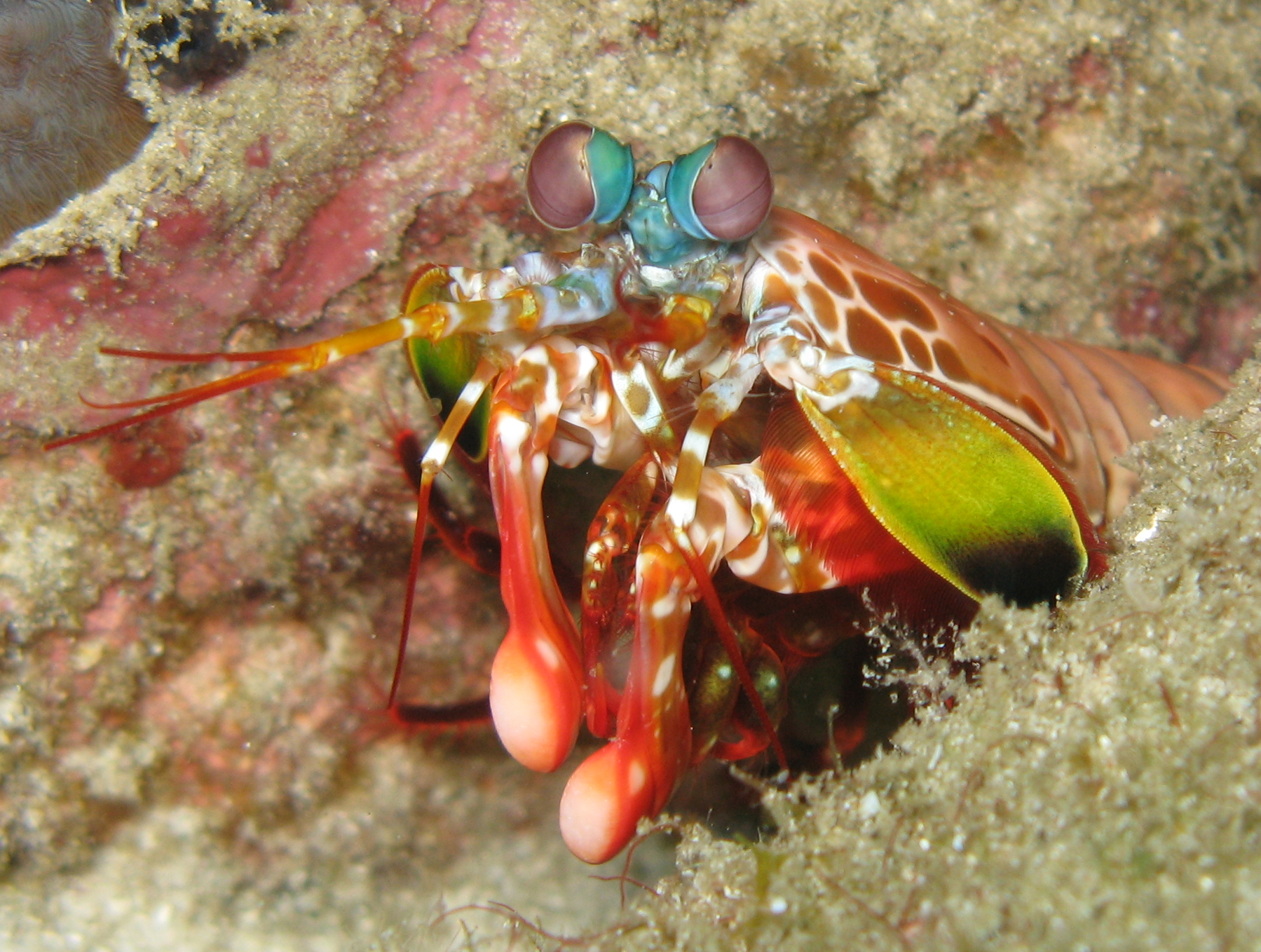 Image of the Mantis Shrimp for Fact #8.