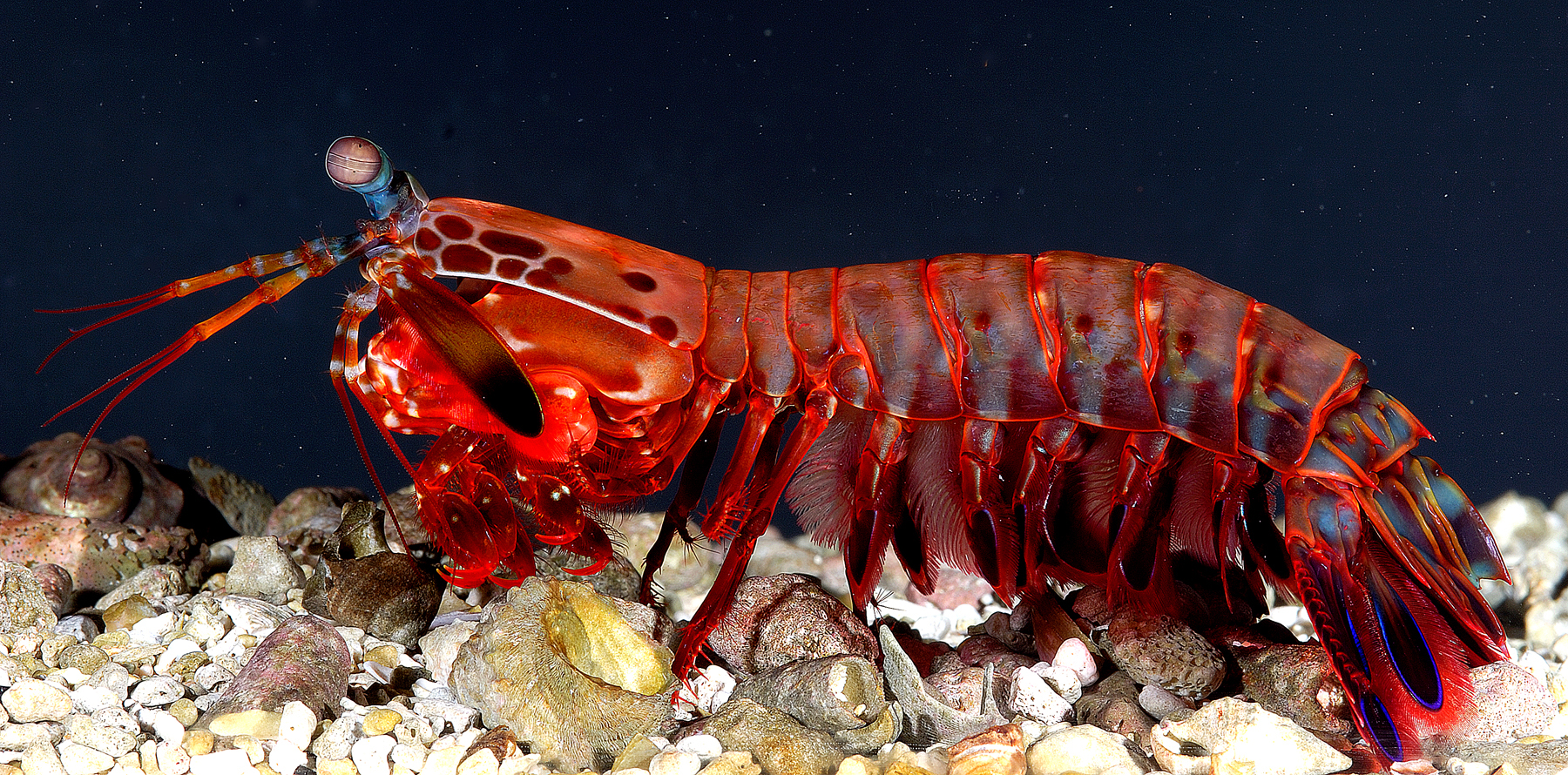 Image of the Mantis Shrimp for Fact #9.