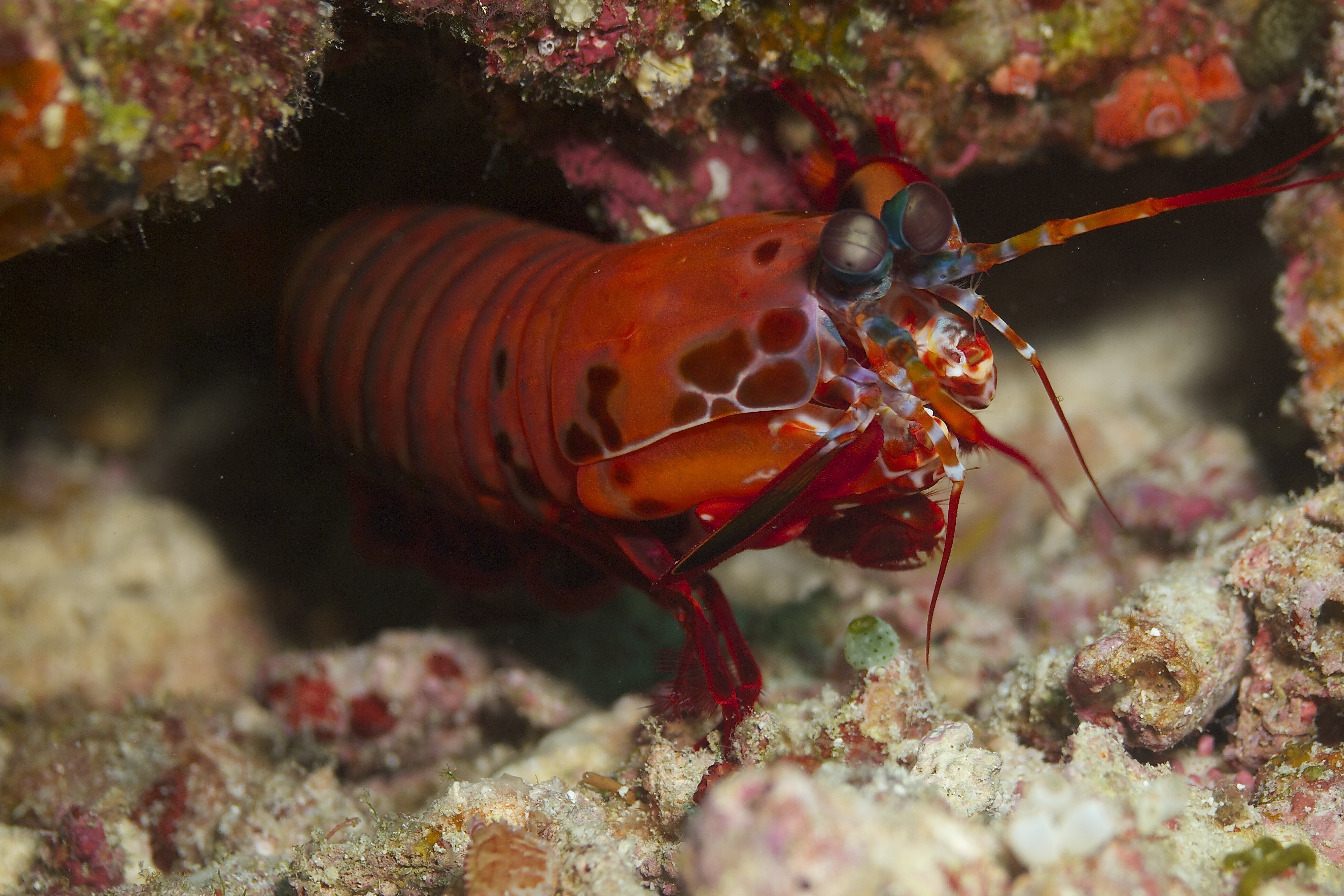 Image of the Mantis Shrimp for Fact #9.