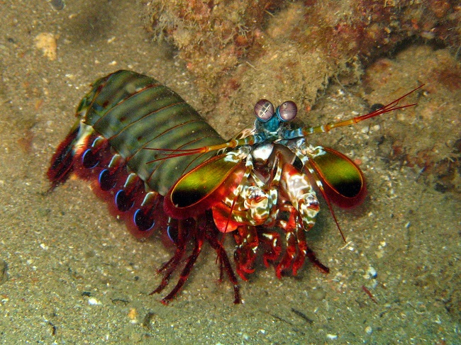 Image of the Mantis Shrimp for Fact #7.