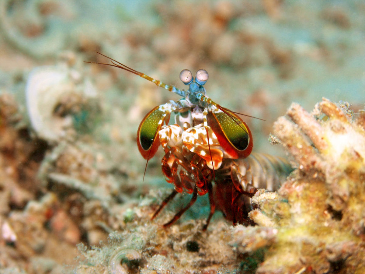 Image displaying what the mantis shrimp looks like.