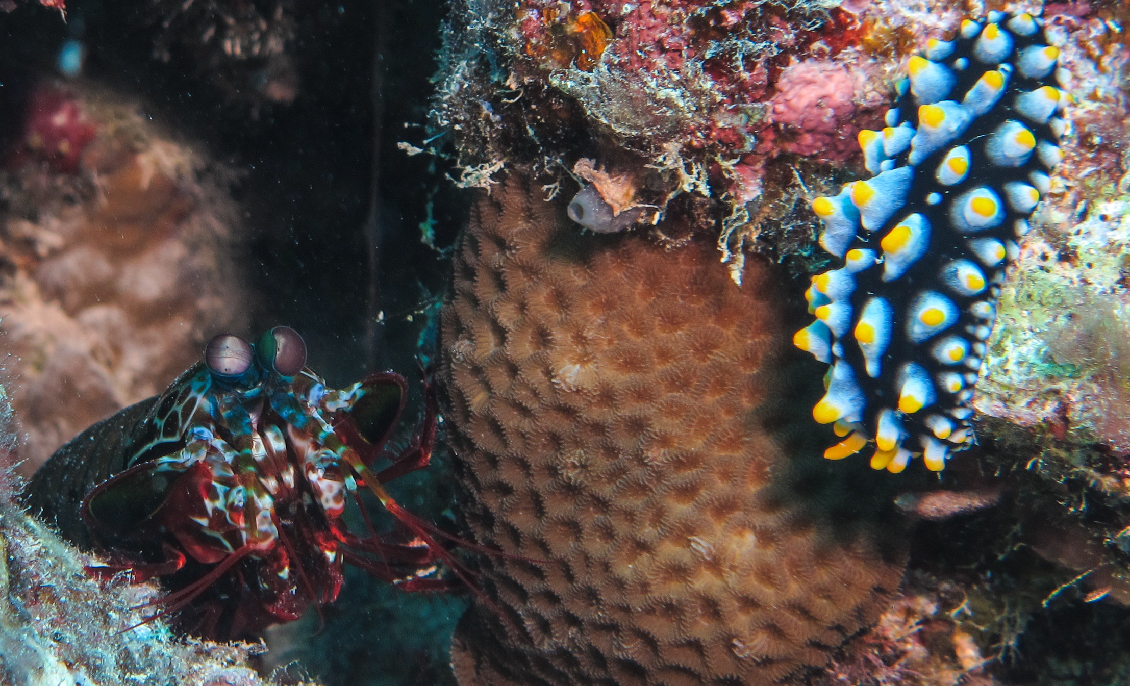 Image of the Mantis Shrimp for Fact #6.